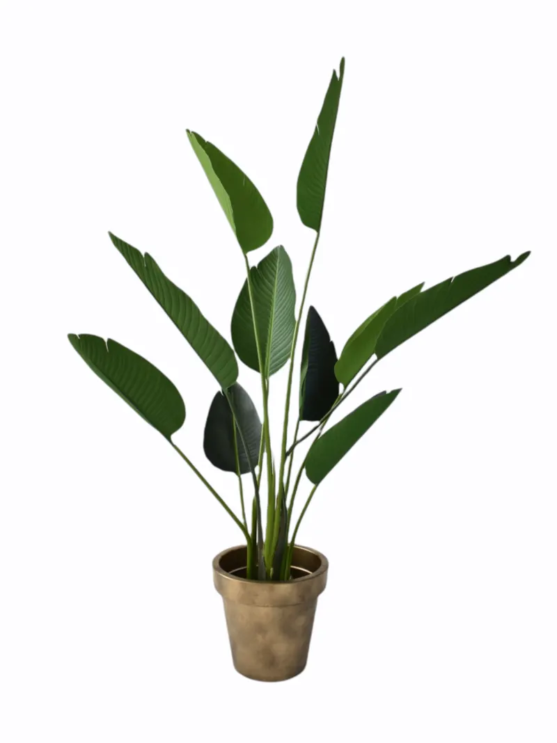Bananenplant