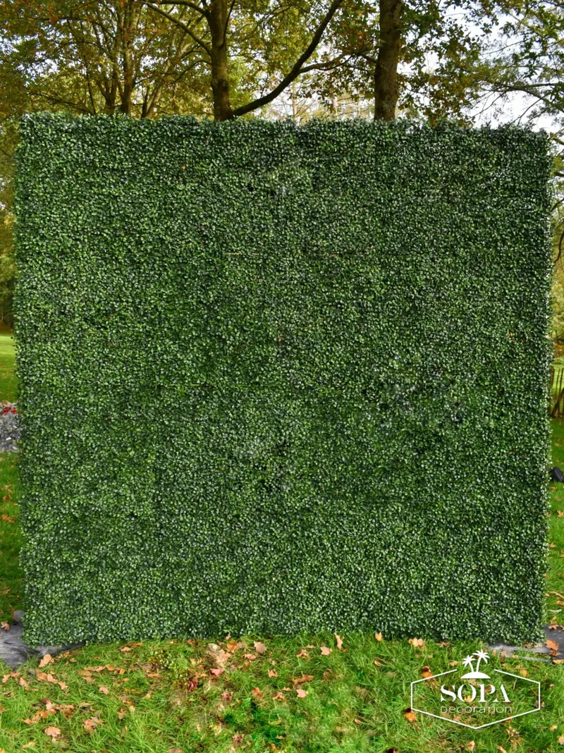 Buxuswall